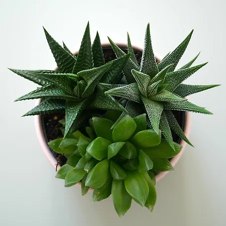 Botanic Garden Cosy, Parking, Metro דירה טולוז